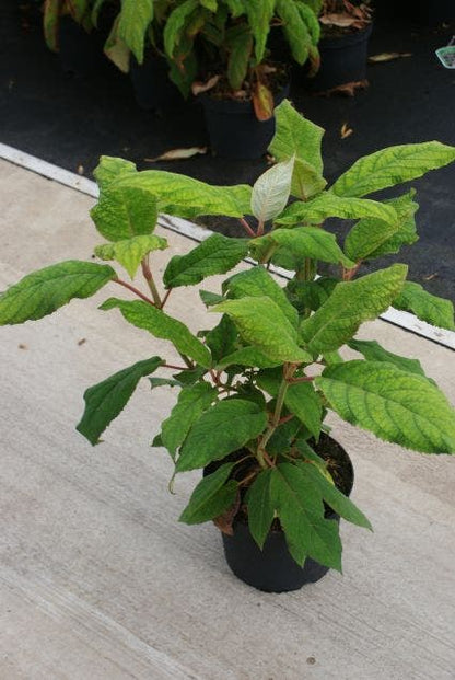  Fluweelhortensia (Hydrangea Aspera 'Macrophylla')