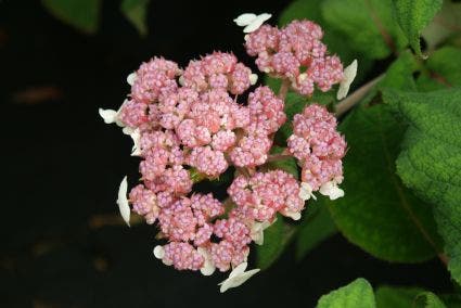  Fluweelhortensia (Hydrangea Aspera 'Macrophylla')