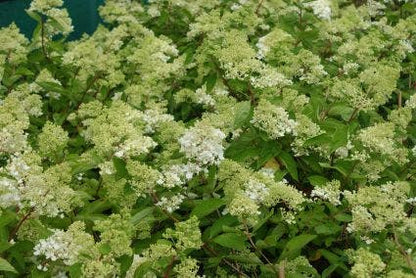  Hortensia (Hydrangea Paniculata 'Grandiflora')