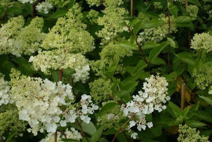  Hortensia (Hydrangea Paniculata 'Grandiflora')