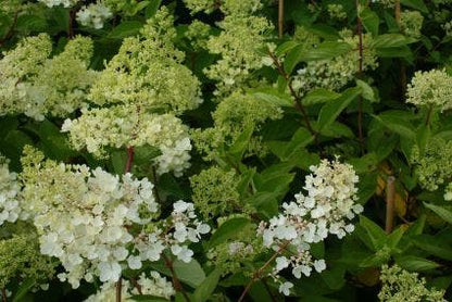  Hortensia (Hydrangea Paniculata 'Grandiflora')