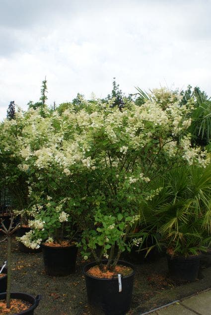  Pluimhortensia (Hydrangea Paniculata 'Kyushu')