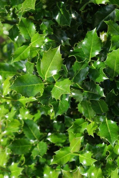  Gewone Hulst (Ilex Aquifolium)