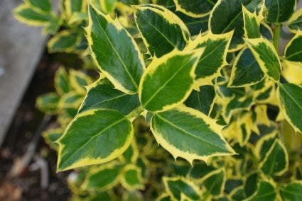  Hulst Op Stam (Ilex 'Argentea Marginata')