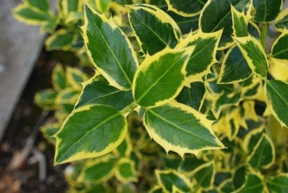  Hulst Op Stam (Ilex 'Argentea Marginata')
