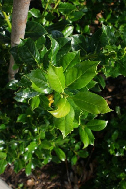  Hulst (Ilex Aquifolium J.C. Van Tol)