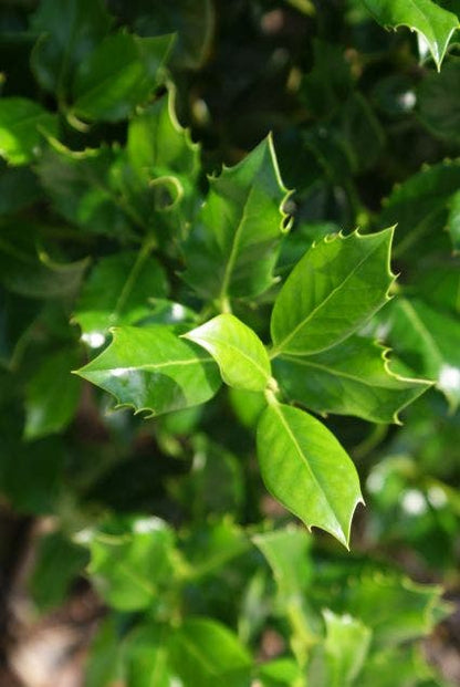  Hulst (Ilex Aquifolium J.C. Van Tol)