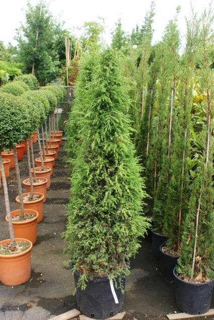  Jeneverbes (Juniperus Communis 'Hibernica')