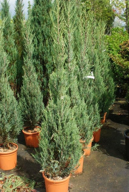 Jeneverbes (Juniperus Scopulorum 'Skyrocket')