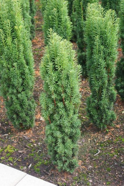  Zuiltaxus (Taxus Baccata 'Fastigiata Robusta')