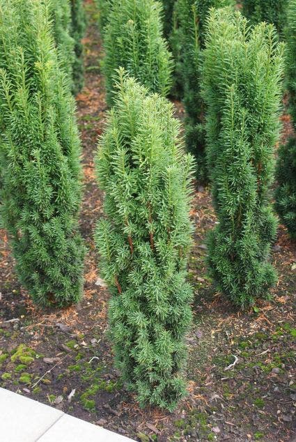  Zuiltaxus (Taxus Baccata 'Fastigiata Robusta')