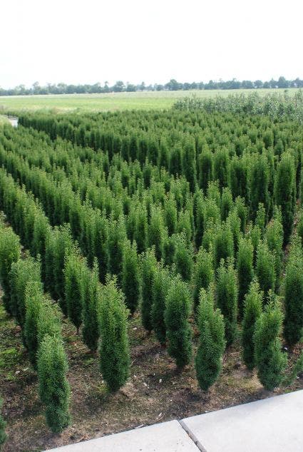  Zuiltaxus (Taxus Baccata 'Fastigiata Robusta')