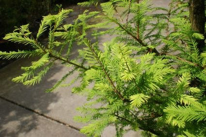  Moerascipres (Taxodium Distichum)