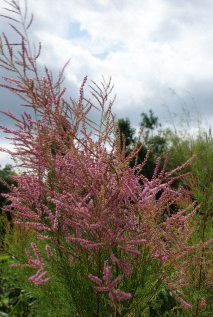  Tamarisk (Tamarix Ramosissima)