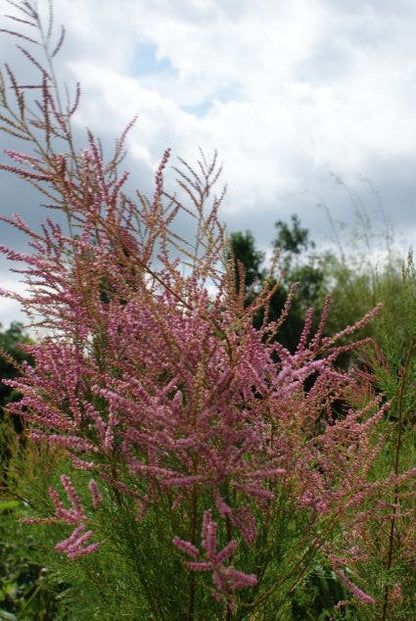  Tamarisk (Tamarix Ramosissima)