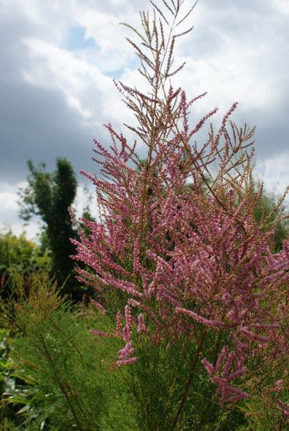  Tamarisk (Tamarix Ramosissima)