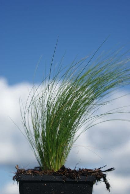  Vedergras (Stipa Tenuissima 'Ponytails')