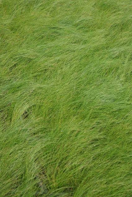  Vedergras (Stipa Tenuissima 'Ponytails')