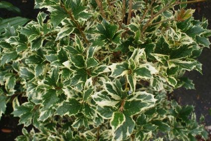  Schijnhulst (Osmanthus Heterophyllus 'Variegatus')