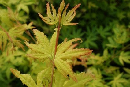  Japanse Esdoorn (Acer Palmatum 'Orange Dream')
