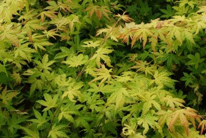  Japanse Esdoorn (Acer Palmatum 'Orange Dream')