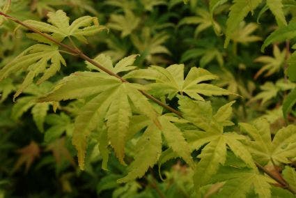  Japanse Esdoorn (Acer Palmatum 'Orange Dream')