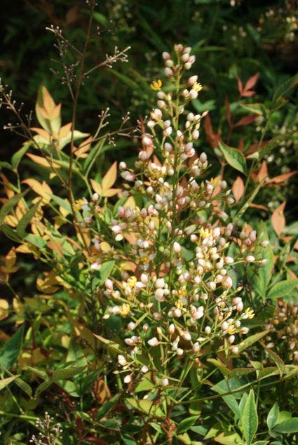  Hemelse Bamboe (Nandina Domestica 'Fire Power')