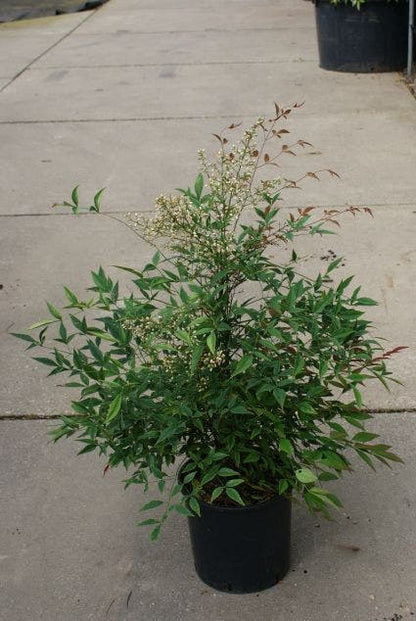  Hemelse Bamboe (Nandina Domestica 'Fire Power')
