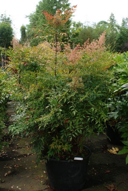 Hemelse Bamboe (Nandina Domestica 'Fire Power')