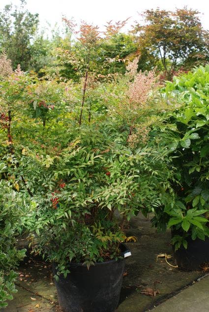 Hemelse Bamboe (Nandina Domestica 'Fire Power')