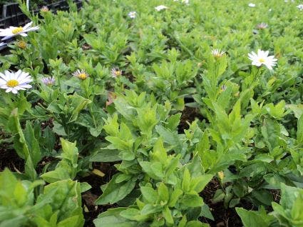  Zomeraster (Kalimeris Incisa 'Blue Star') BIO