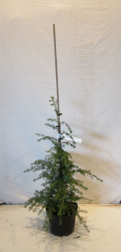  Westelijke Hemlockspar (Tsuga Heterophylla)