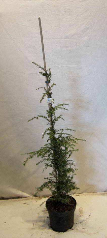  Hemlockspar (Tsuga Canadensis)