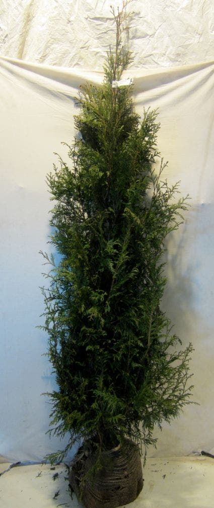  Levensboom (Thuja Plicata 'Martin')