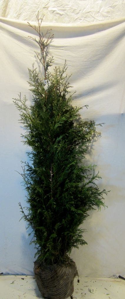  Levensboom (Thuja Plicata 'Martin')