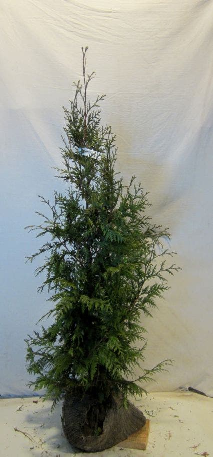  Levensboom (Thuja Plicata 'Martin')