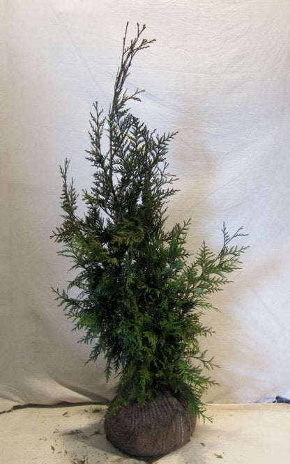  Levensboom (Thuja Plicata 'Martin')