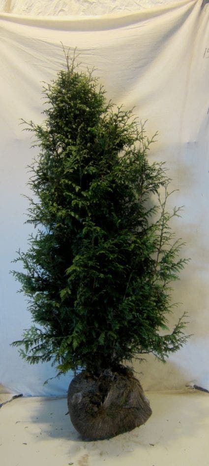  Levensboom (Thuja Plicata 'Gelderland')