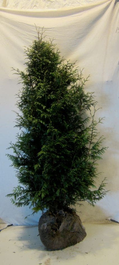  Levensboom (Thuja Plicata 'Gelderland')
