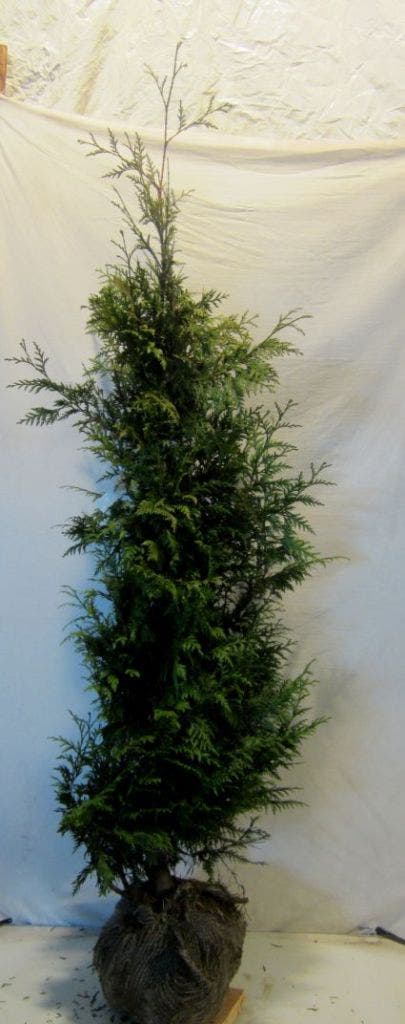  Reuzenlevensboom (Thuja Plicata 'Excelsa')