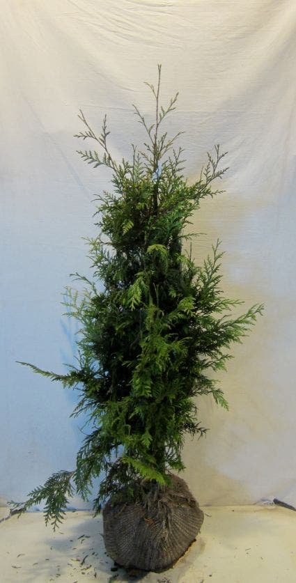  Reuzenlevensboom (Thuja Plicata 'Excelsa')