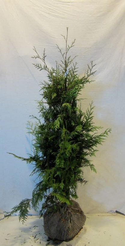  Reuzenlevensboom (Thuja Plicata 'Excelsa')