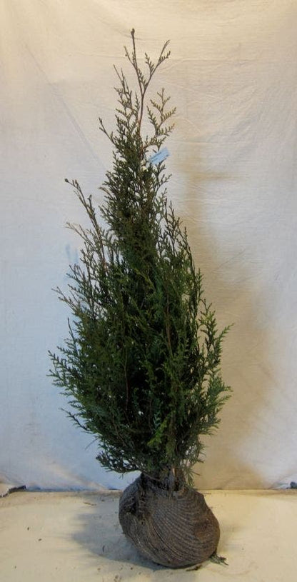  Levensboom (Thuja Plicata 'Atrovirens')
