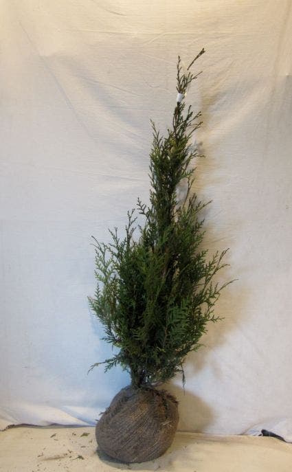  Levensboom (Thuja Plicata 'Atrovirens')