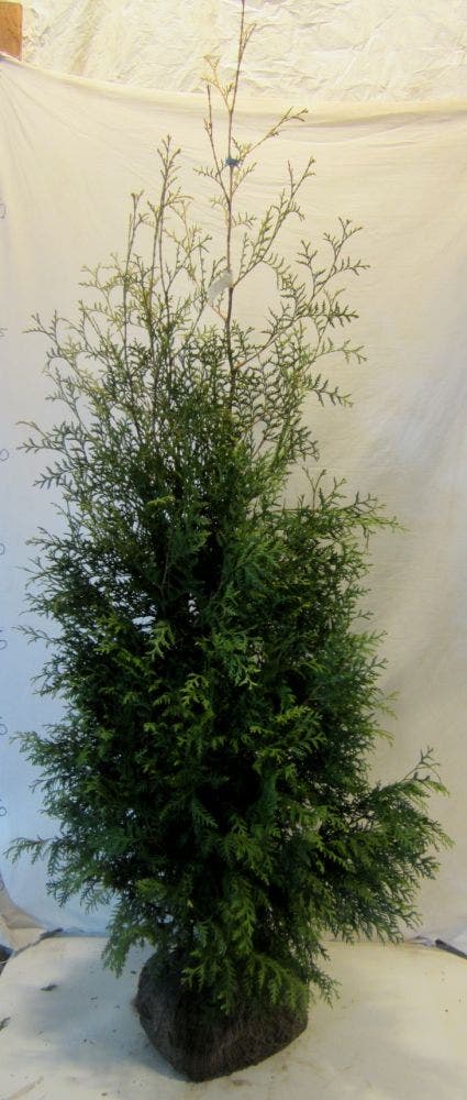  Groene Haagconifeer (Thuja Occidentalis 'Brabant')
