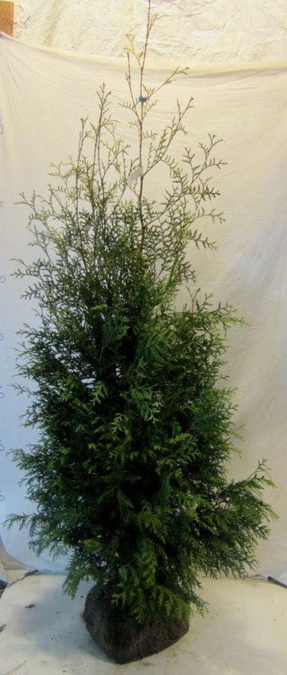  Groene Haagconifeer (Thuja Occidentalis 'Brabant')