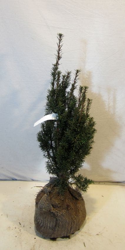  Taxus (Taxus Media 'Hicksii')