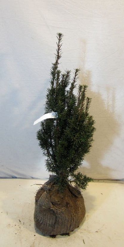  Taxus (Taxus Media 'Hicksii')