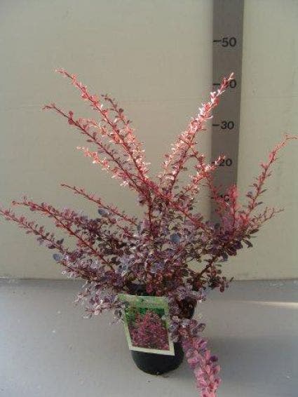  Zuurbes (Berberis Thunbergii Rose Glow)