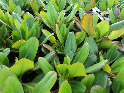  Schoenlappersplant (Bergenia 'Winterglöd')